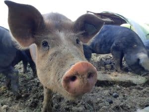 Elevage Porcs Gascons en Agriculture Biologique - Cantegreil J. 2021