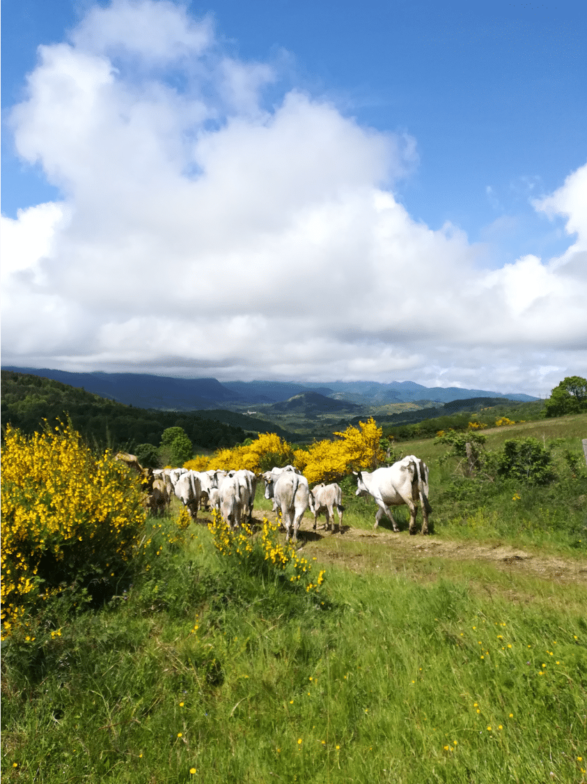 Vaches Pyrenees